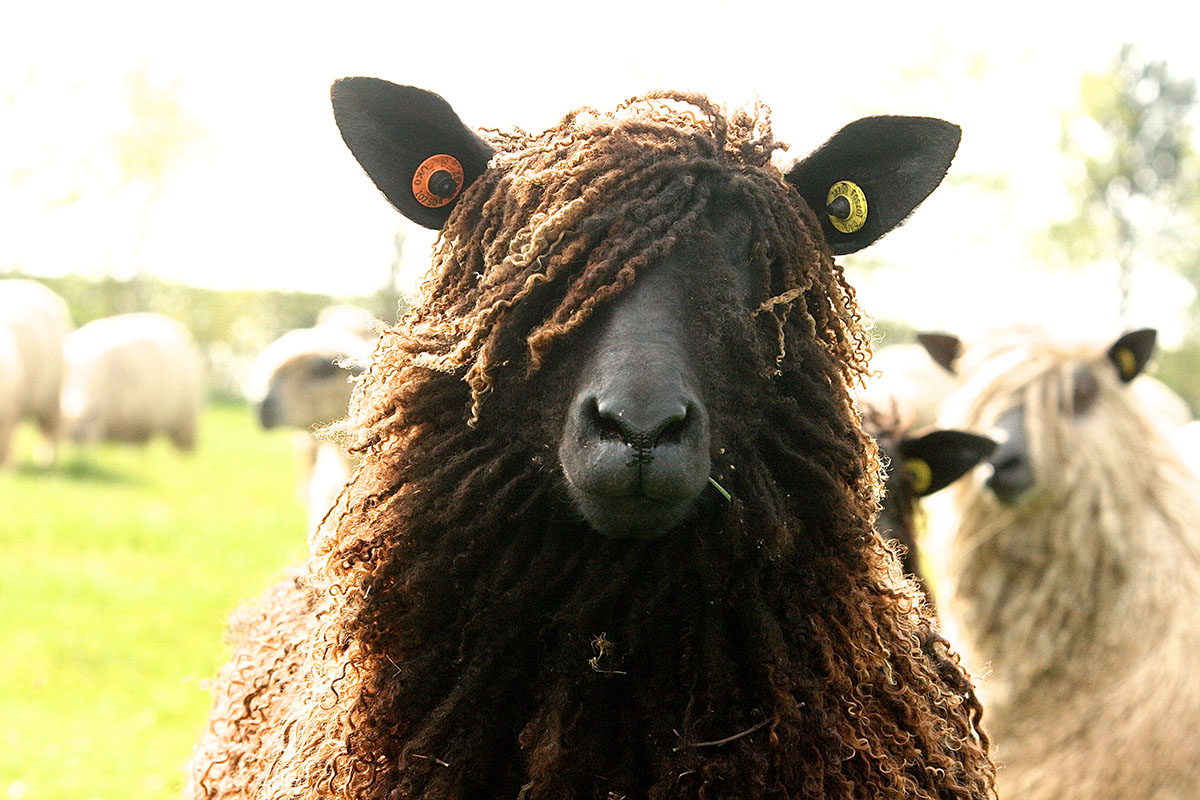 Black sheep